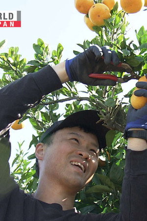 Soul-Searching in a Mikan Orchard