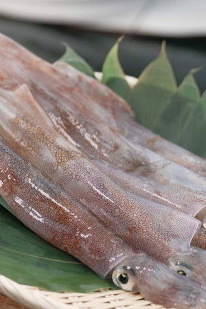 Spear Squid