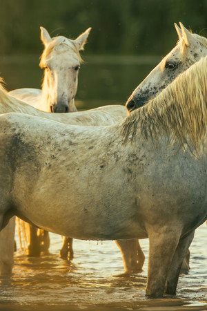 The Horse