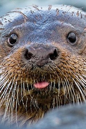 5. epizoda