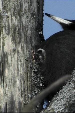 12. epizoda