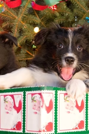 12 Dogs of Christmas: Great Puppy Rescue