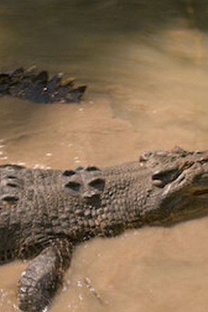 Chyť mě, když to dokážeš