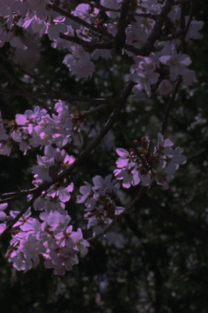 Spring Songs