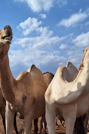 Kenya: The Camel Milk Gamble