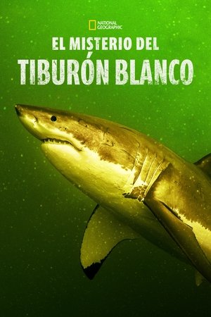 Return of the White Shark