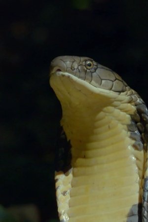 5. epizoda
