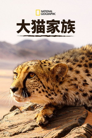 猫科动物：奇妙的动物家族