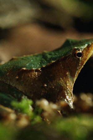 epizoda