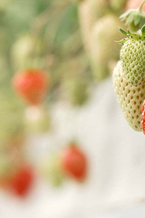 Strawberries