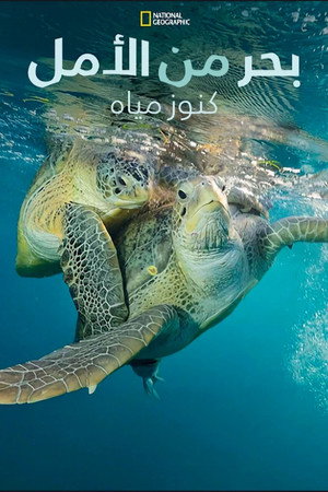 بحر الأمل: كنوز أميركا تحت الماء