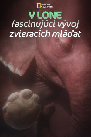 In the Womb: Animal Babies