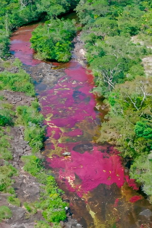 Caño Cristales — The Five-Colored River