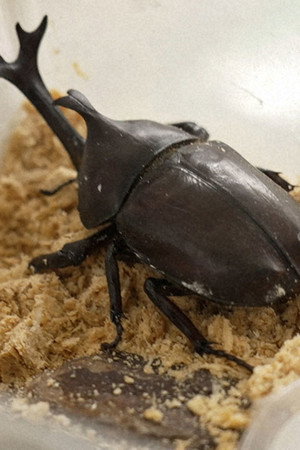 At a Tokyo Insect Store