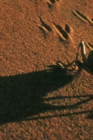 The Living Sands of Namib