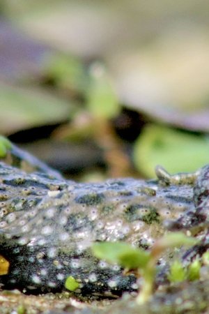 epizoda