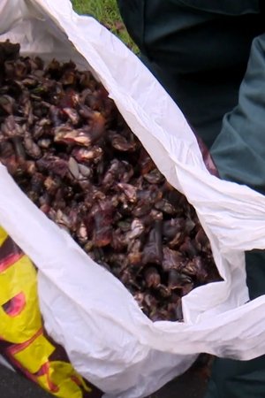 12. epizoda