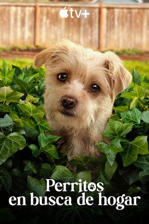 Perritos en busca de hogar