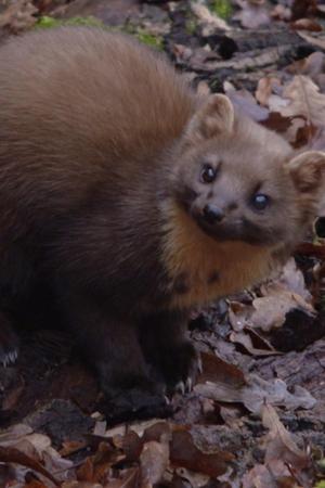 25. epizoda