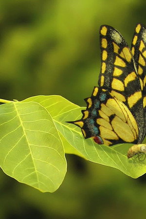 The butterfly effect