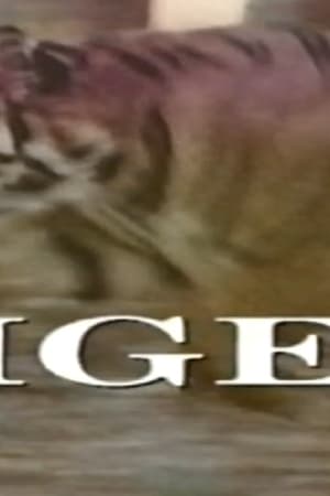 Predators of the Wild: Tiger