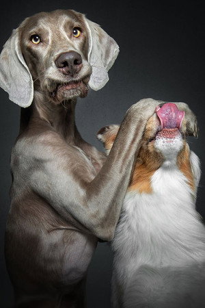 Dog Portraits