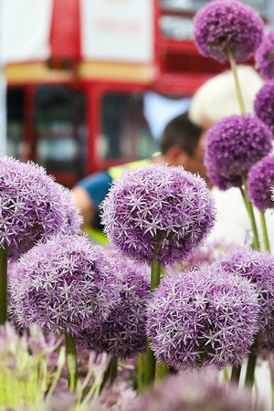 Launch Show RHS Chelsea Flower Show 2022