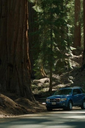 Sequoia