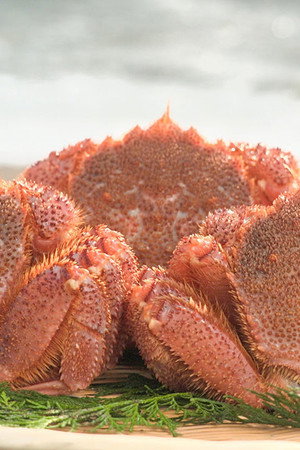 HORSEHAIR CRABS