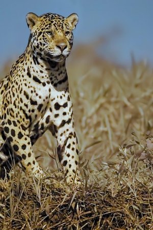 Džungle jaguárů
