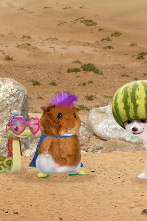 Save the Fennec Fox! / Save the Giant Tortoise!