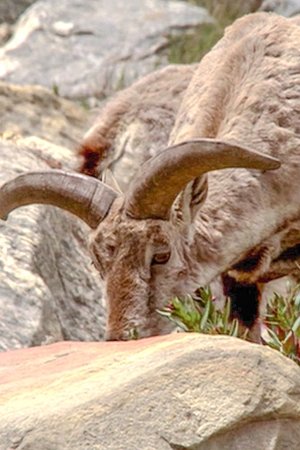 12. epizoda