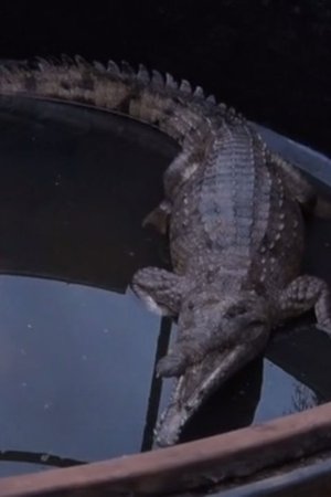 epizoda
