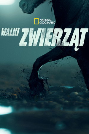 Walki zwierząt