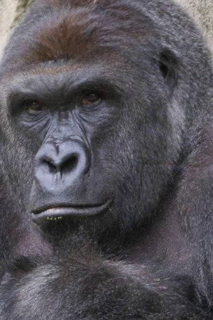 A TRUE FRIEND -- RIP HARAMBE (TRIBUTE SONG)