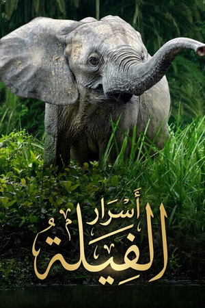 أسرار الفيلة