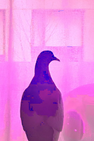 Donum Columbarum