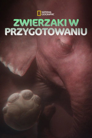 In the Womb: Animal Babies