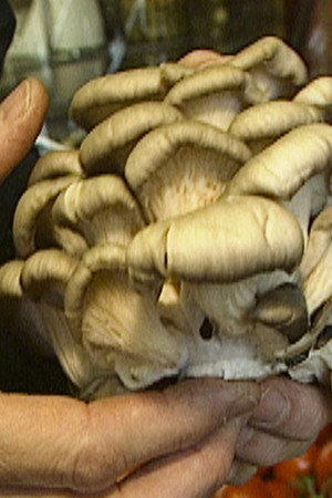 29. epizoda