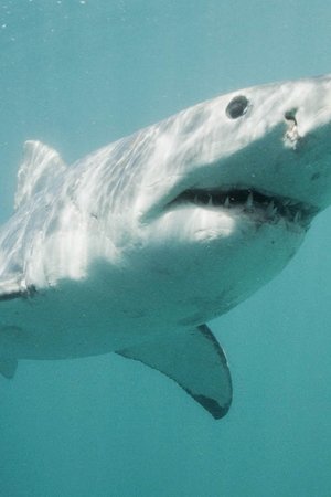 5. epizoda