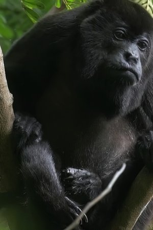 epizoda