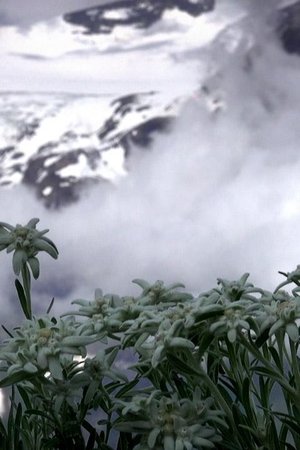5. epizoda