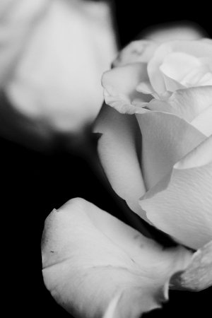 Petals of Doubt