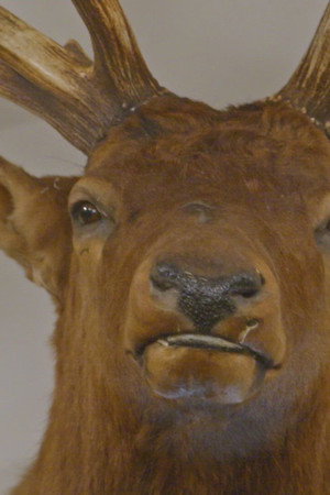 The Great Elk Heist