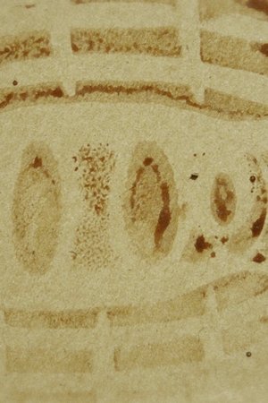 epizoda