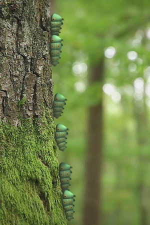 Metamorphosis