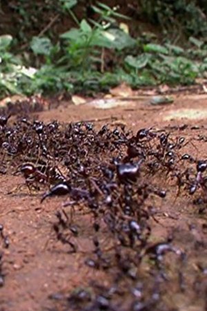 epizoda