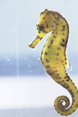 5. epizoda