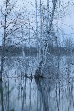 No Shade In The Forest