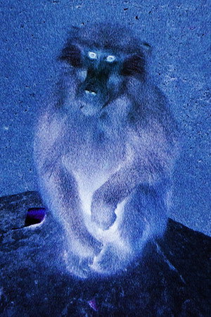Zoológico Imaginario